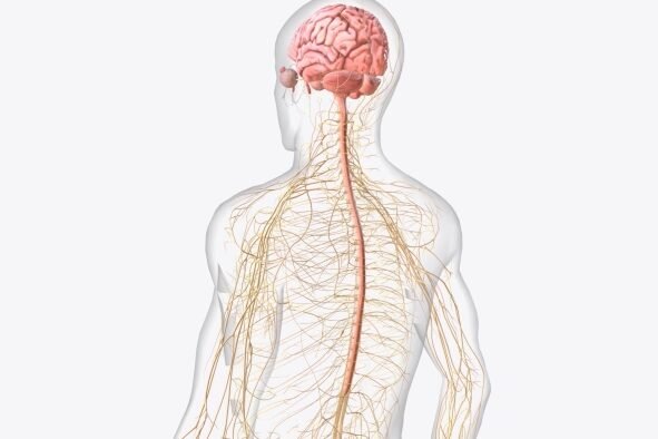 Dr. Srikanth Neuro Brain Image